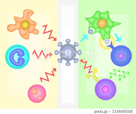 自然免疫と獲得免疫　イラスト 133600588
