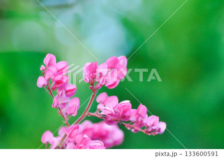 Antigonon leptopus , Coral vine or Mexican creeper or Chain of love or Pink vine or Honolulu Creeper or POLYGONACEAE or pink flowers 133600591