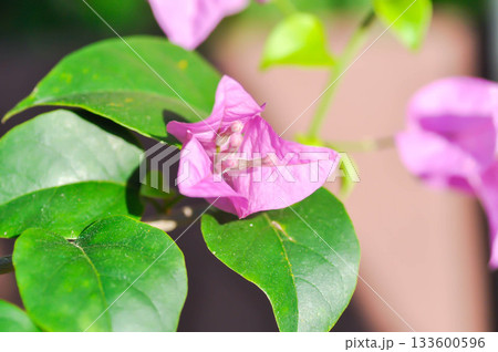 Bougainvillea or paper flower , pink paper flower Bougainvillea or paper flower , pink paper flower 133600596