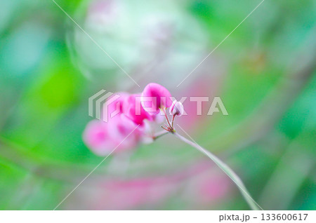 Antigonon leptopus , Coral vine or Mexican creeper or Chain of love or Pink vine or Honolulu Creeper or POLYGONACEAE or pink flowers Antigonon leptopus , Coral vine or Mexican creeper or Chain of love or Pink vine or Honolulu Creeper or POLYGONACEAE or pink flowers 133600617