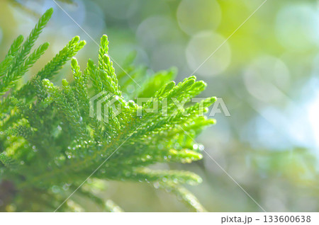 Araucaria cunninghamii, Araucaria heterophylla or Araucaria heterophylla Salisb Franco or Araucariaeae or Hoop pine or House Pine or Norfolk Island Pine or pine tree 133600638