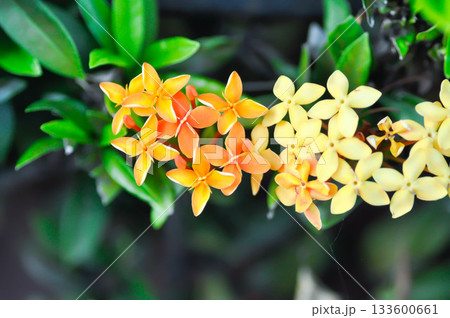 Ixora chinensis Lamk, Ixora spp or Zephyranthes or West Indian Jasmine and orange flower and yellow flower 133600661