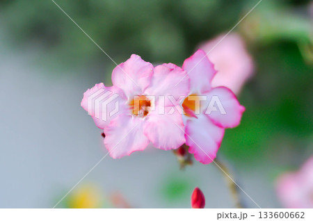 Adenium obesum , Desert rose or Mock Azalea or bignonia or Impala lily or APOCYNACEAE or pink Adenium Adenium obesum , Desert rose or Mock Azalea or bignonia or Impala lily or APOCYNACEAE or pink Adenium 133600662
