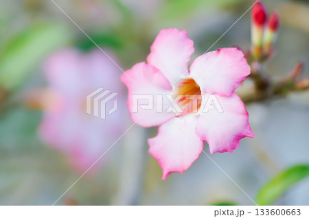 Adenium obesum , Desert rose or Mock Azalea or bignonia or Impala lily or APOCYNACEAE or pink Adenium 133600663