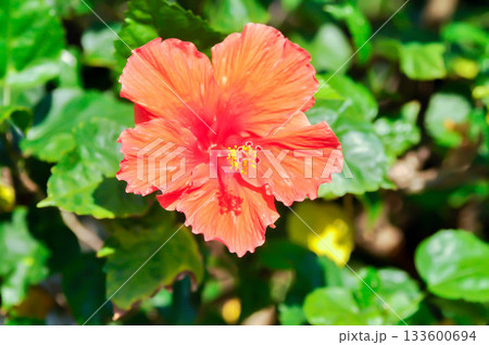 Chinese rose or Hibiscus or Hibiscus rosa sinensis or Hibisceae or Malvaceae , red hibiscus flower Chinese rose or Hibiscus or Hibiscus rosa sinensis or Hibisceae or Malvaceae , red hibiscus flower 133600694