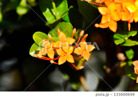 Ixora chinensis Lamk, Ixora spp or Zephyranthes or West Indian Jasmine and orange flower Ixora chinensis Lamk, Ixora spp or Zephyranthes or West Indian Jasmine and orange flower 133600699