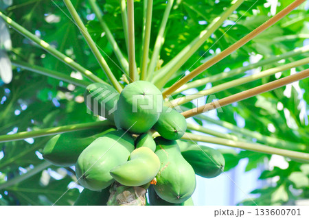 papaya , Carica papaya L or Papaya tree or Melan Tree or Paw Paw or CARICACEAE or papaya on the tree 133600701