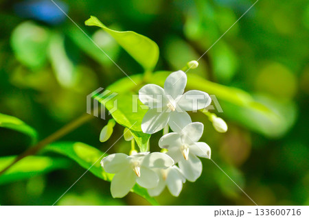 Wrightia religiosa ,APOCYNACEAE with white flower 133600716