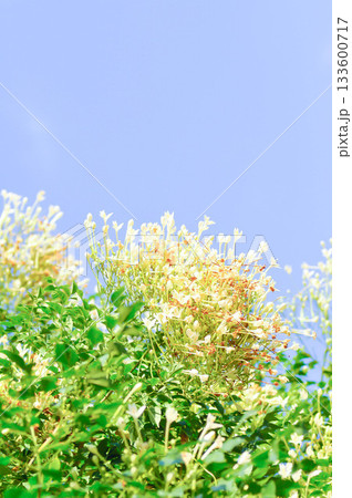 Cork tree, Indian cork tree or Millingtonia hortensis Linn or BIGNONIACEAE or white flower and sky 133600717
