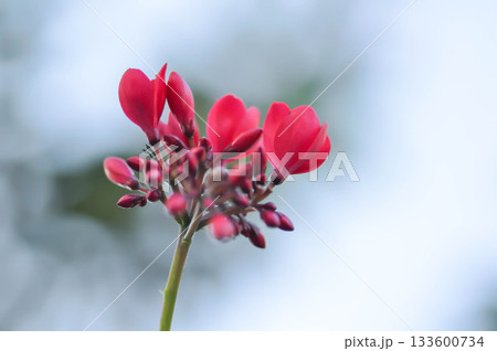Cotton leaved jatropha, EUPHORBIACEAE or Jatropha integerrima or Jatropha integerrima Jacq or Peregrina or Spicy jatropha or pink flower or fuchsia flower Cotton leaved jatropha, EUPHORBIACEAE or Jatropha integerrima or Jatropha integerrima Jacq or Peregrina or Spicy jatropha or pink flower or fuchsia flower 133600734