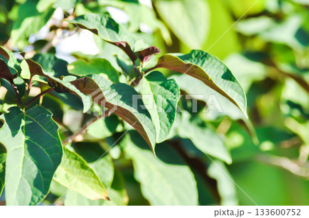 Picara,Excoecaria cochinchinensis Lour or EUPHORBIACEAE or bicolor plant Picara,Excoecaria cochinchinensis Lour or EUPHORBIACEAE or bicolor plant 133600752