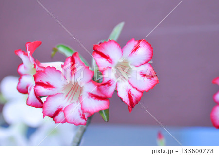 Adenium obesum , Desert rose or Mock Azalea or Pink bignonia or Impala lily or APOCYNACEAE or red and white flower Adenium obesum , Desert rose or Mock Azalea or Pink bignonia or Impala lily or APOCYNACEAE or red and white flower 133600778