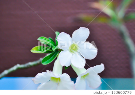 Adenium obesum , Desert rose or Mock Azalea or bignonia or Impala lily or APOCYNACEAE or white Adenium 133600779