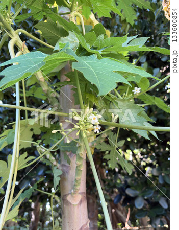 パパイヤの花 133600854