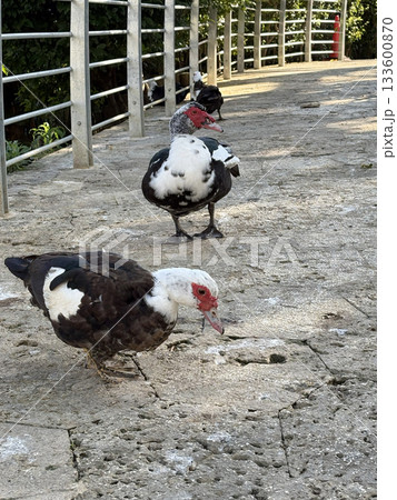 沖縄の首里城近くで見たバリケン 沖縄の首里城近くで見たバリケン 133600870