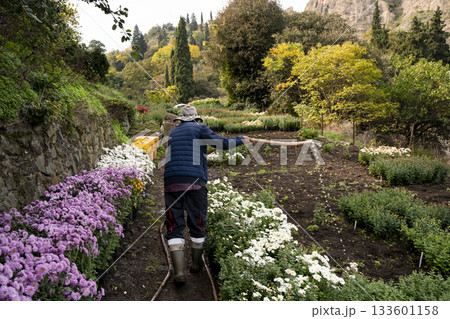 Gardener Watering Flower Beds in Terraced Garden Landscape Gardener Watering Flower Beds in Terraced Garden Landscape 133601158