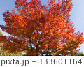 晩秋の紅葉したもみじ 133601164
