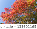 晩秋の紅葉が始まったもみじ 133601165
