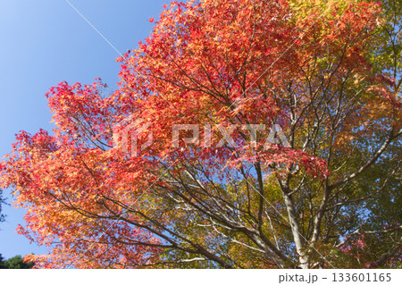 晩秋の紅葉が始まったもみじ 晩秋の紅葉が始まったもみじ 133601165