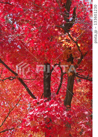 紅葉のピークを迎えた黄色と赤色のモミジの木々(逆光下での透かし,回遊式の日本庭園から望遠ズーム撮影) 紅葉のピークを迎えた黄色と赤色のモミジの木々(逆光下での透かし,回遊式の日本庭園から望遠ズーム撮影) 133601230