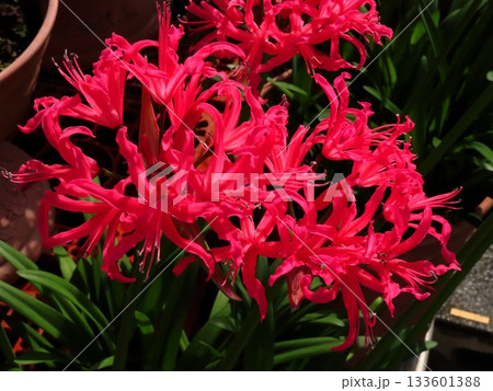 球根の花:ネリネ(ダイヤモンドリリー)彼岸花科 :花壇の花:大阪府枚方市 球根の花:ネリネ(ダイヤモンドリリー)彼岸花科 :花壇の花:大阪府枚方市 133601388