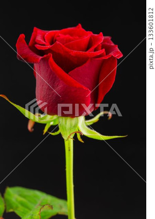 Red rose bloom is showing green stem and leaves in flat design with dark background 133601812