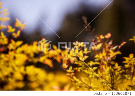 Close-up of plant at park 133601871