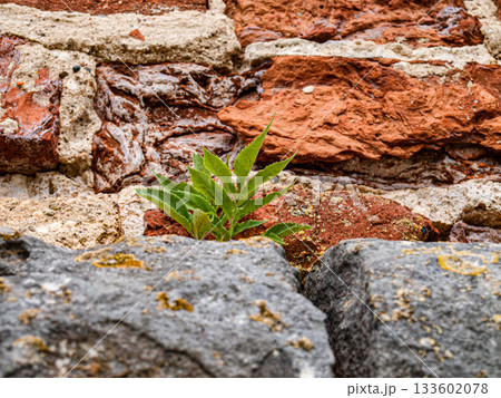 A branch of a brick masonry tree sprout A branch of a brick masonry tree sprout 133602078