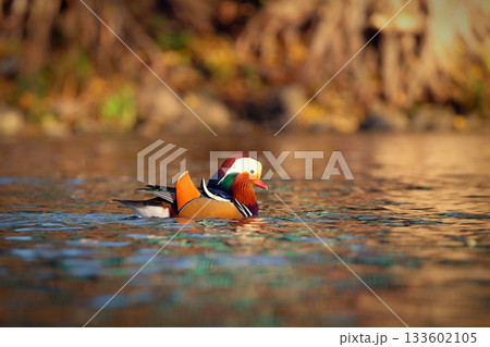 Beautiful mandarin ducks. Animals in the wild. Natural colorful background. Beautiful mandarin ducks. Animals in the wild. Natural colorful background. 133602105