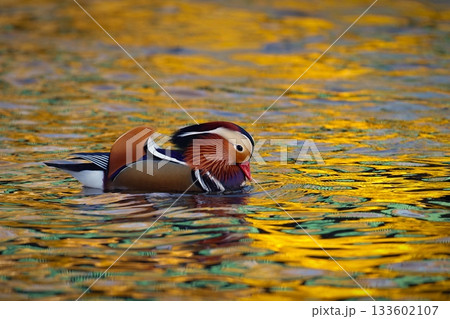 Beautiful mandarin ducks. Animals in the wild. Natural colorful background. Beautiful mandarin ducks. Animals in the wild. Natural colorful background. 133602107