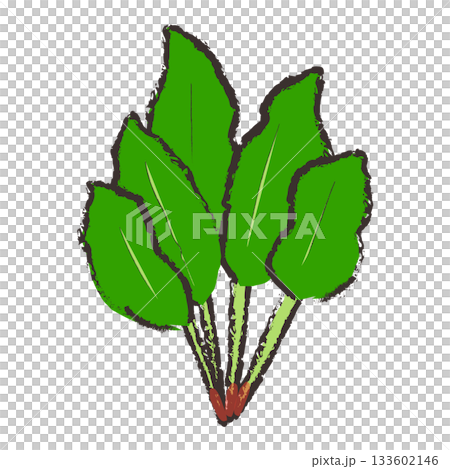 菠菜的插圖 菠菜的插圖 133602146