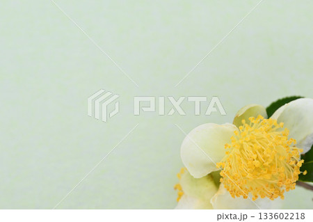 和紙と茶の花のコラボ【背景素材】 和紙と茶の花のコラボ【背景素材】 133602218