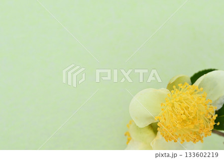 和紙と茶の花のコラボ【背景素材】 133602219