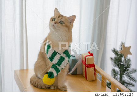 winter holiday and cat concept with british cat wear silk scarf and play with pine and christmas tree decorate and gift box background 133602224