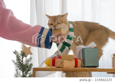 winter holiday and cat concept with british cat wear silk scarf and play with pine and christmas tree decorate and gift box background 133602225