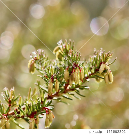 Hoarfrost covering a branch of heather - Erica carnea - in winter, glistening in the bokeh sunlight 133602291