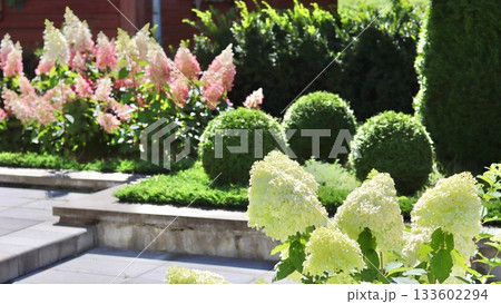 A sunny, multilevel garden featuring large panicles of white and pink Hydrangea flowers, contrasting with neatly clipped spherical boxwood shrubs and dense evergreen hedges A sunny, multilevel garden featuring large panicles of white and pink Hydrangea flowers, contrasting with neatly clipped spherical boxwood shrubs and dense evergreen hedges 133602294