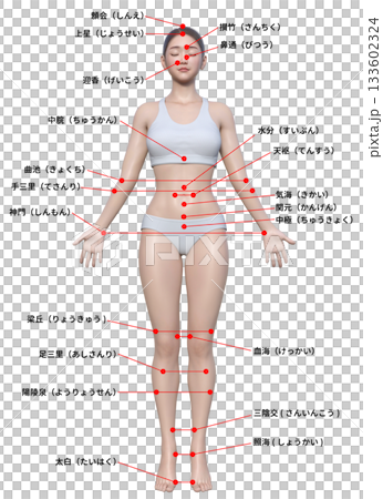 体のツボ 反射区 日本人3Dモデル女性の図解イラスト 全身正面 133602324