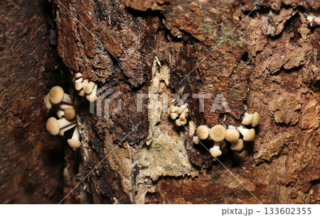 秋、気温が下がるとともに朽木脇から発生するナラタケのふかふかしたキノコ幼菌群（自然環境下マクロ撮影） 133602355