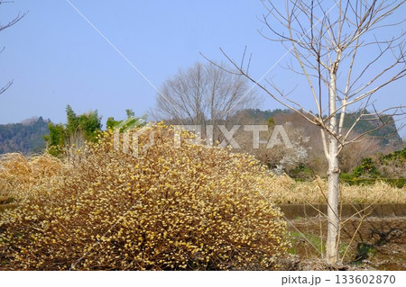 畑のミツマタと冬木立　【相模原市津久井　3月】 133602870