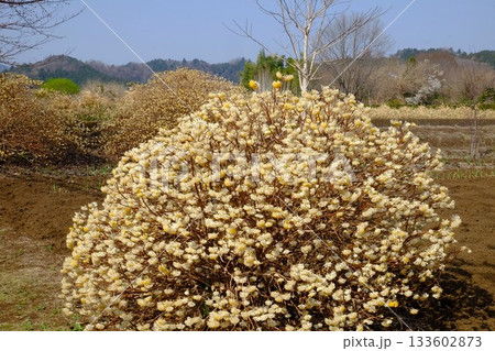 畑に咲く満開のミツマタ　【相模原市津久井　3月】 133602873