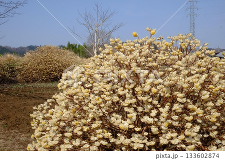 春の陽を浴びるミツマタの花　【相模原市津久井　3月】 133602874