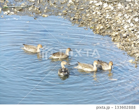 嘴の広いのが特徴的な谷津干潟公園の池でのハシビロガモ 嘴の広いのが特徴的な谷津干潟公園の池でのハシビロガモ 133602888