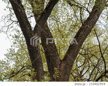 Beautiful huge elm trunks with foliage in spring Beautiful huge elm trunks with foliage in spring 133602934