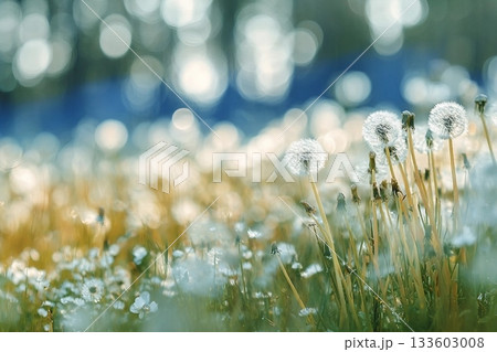White fluffy dandelions in a spring field, blurred background of spring nature 133603008
