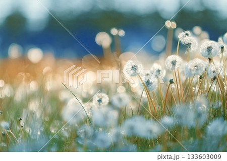 White fluffy dandelions in a spring field, blurred background of spring nature 133603009