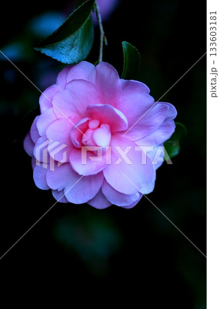 暗黒から浮き出る山茶花 133603181