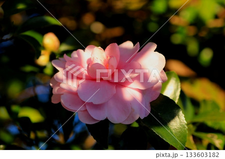 ピンク色の可愛い山茶花 ピンク色の可愛い山茶花 133603182