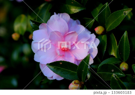 白い山茶花 白い山茶花 133603183