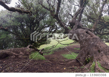Massive laurel trunk in Madeira Fanal forest, sprawling moss covered branches stretch close ground forming dense green canopy Massive laurel trunk in Madeira Fanal forest, sprawling moss covered branches stretch close ground forming dense green canopy 133603308